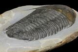 Homalonotid (Iberocoryphe?) Trilobite - Very Rare! #125124-5